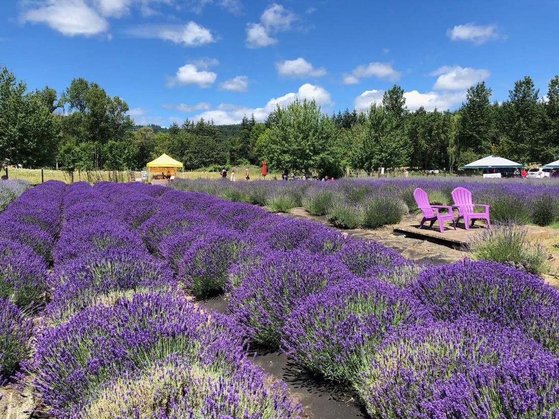 Rows of blooming lavender at April Farms' Lavender Farm in Gaston, Oregon, with the Soil and Hive tasting tent set up among the fields