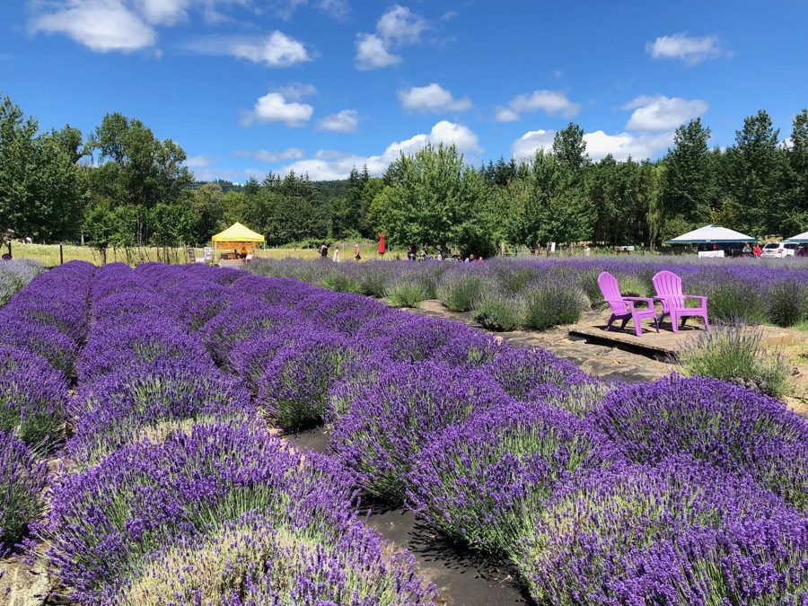 Rows of blooming lavender at April Farms' Lavender Farm with the Soil and Hive tasting tent under a blue sky