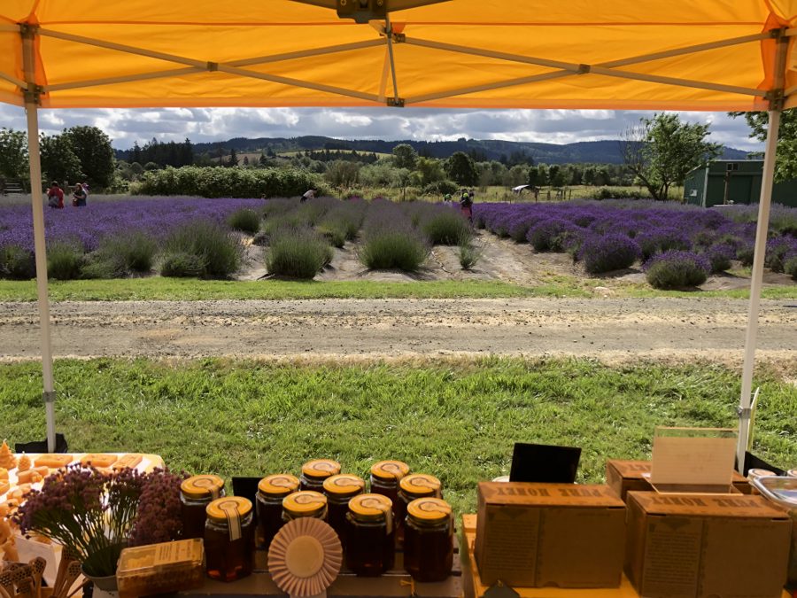 The view from under the Soil and Hive tasting tent, looking out over rows of blooming lavender toward the Willamette Valley hills, with jars of raw honey and beeswax on the table in the foreground